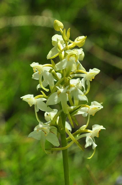 07 06 15_4932_edited-1.jpg - BUTTERFLY ORCHID - FONTMELL DOWN, NORTH DORSET - 7.6.15 - NATURE RESERVE